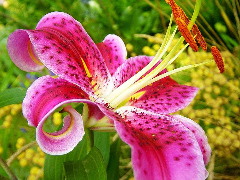 Overlooked blooms: the stargazer lily...